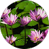 bimalj thaker